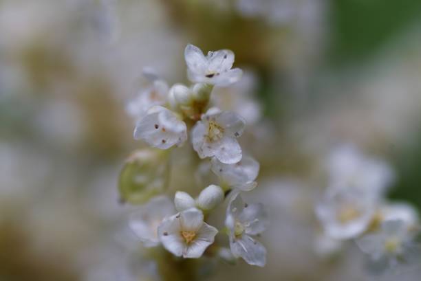 istock Japanese knotweed flowers 1254724614