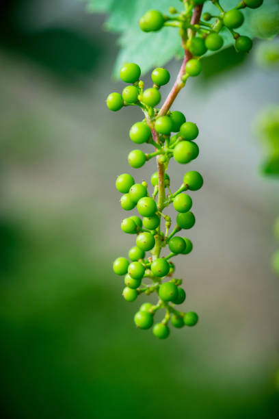 istock Branches of unripe grape in the vineyard 1254724649
