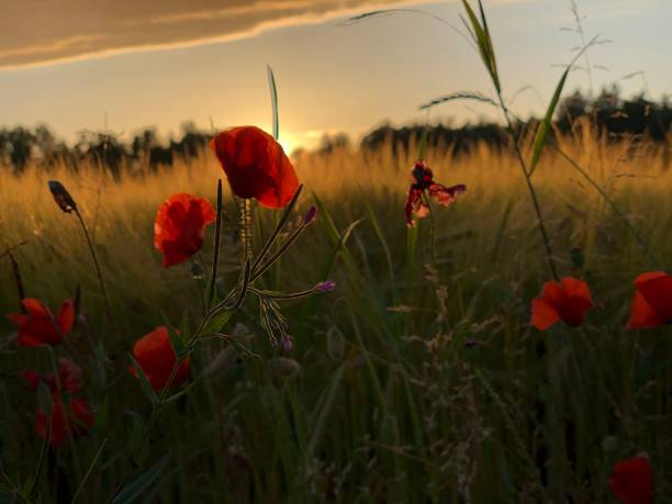 istock Poppies in the sunset 1254725509