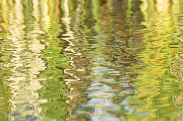 istock Background of colored plants reflecting in rippled lake water surface 1254725543