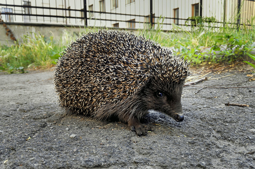 hedgehog on the pavement in the city close-up