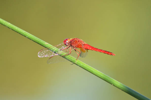 istock Red dragonfly on green plant stalk 1254726848