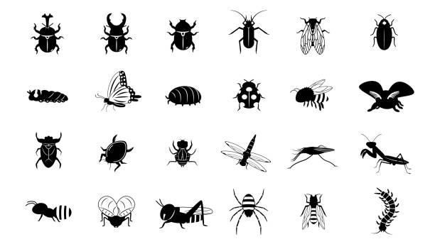 stockillustraties, clipart, cartoons en iconen met de reeks van het insect - kever