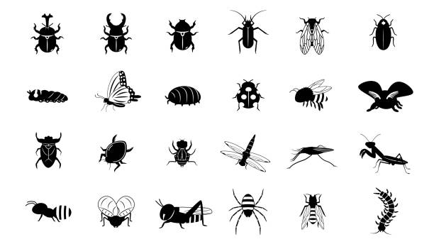 Insect set It is an illustration of a Insect set. longhorn beetle stock illustrations