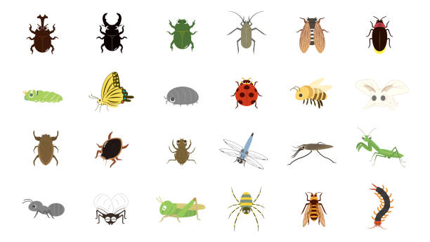 곤충 세트 - 누에나방 이미지 stock illustrations