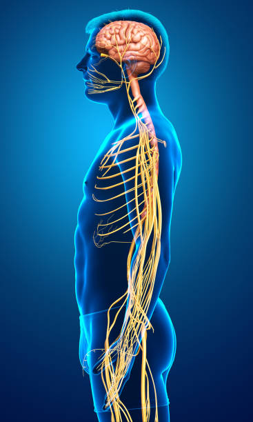 istock 3d rendered medically accurate illustration of a male nervous system 1254728104