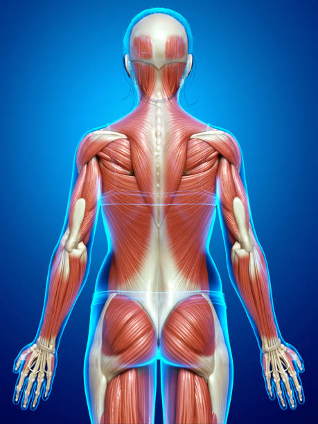 istock 3d rendered medically accurate illustration of a female muscle system 1254728144