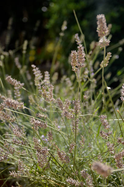 istock blooming lavender plant in sunlight 1254729171