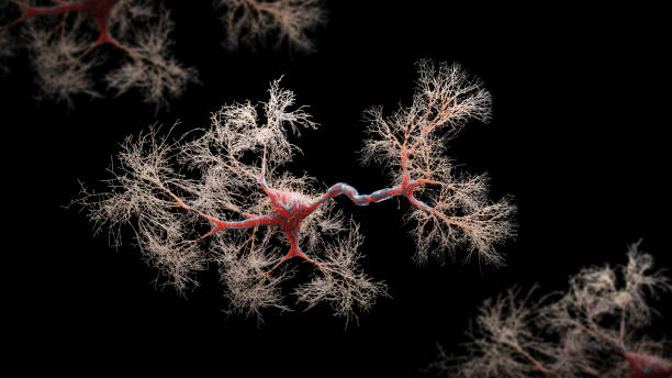 Neuron cell close-up view Neuron cell close-up view - 3d rendered image of Neuron cell on black background. SEM view  interconnected neurons synapses. Abstract structure conceptual medical image.  Synapse.  Healthcare concept. axon terminal stock pictures, royalty-free photos & images