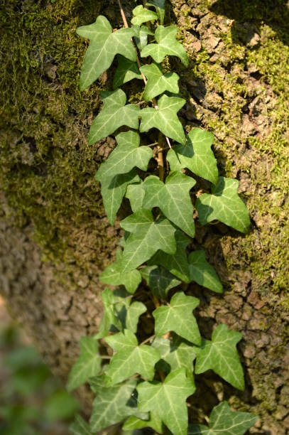 istock green ivy plant in sunlight close up 1254731456