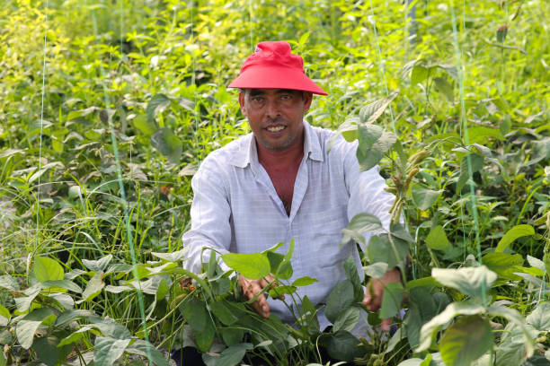 istock Greenhouse in Malaysia 1254731605