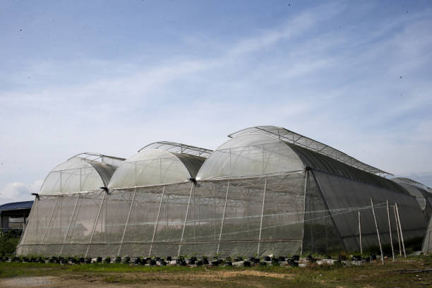 istock Greenhouse in Malaysia 1254731643