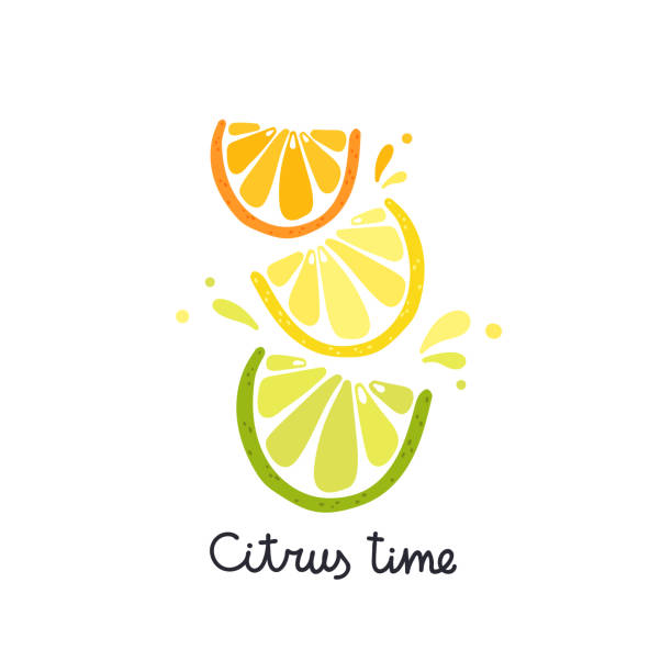 illustrations, cliparts, dessins animés et icônes de tranches d’agrumes vectorielles. lime, citron et orange - lime fruit citrus fruit portion