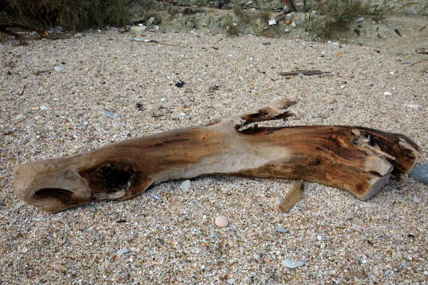 Sirolo (AN), Italy - January 1, 2019: A trunk at Sassi Neri beach, Riviera del Conero, Adriatic Sea, Sirolo, Ancona, Marche, Italy