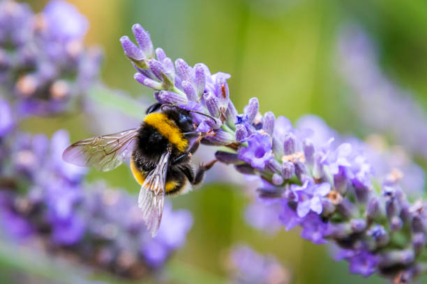 istock Bumblebee (Bombus) on Lavender (Lavandula) in the garden 1254732895