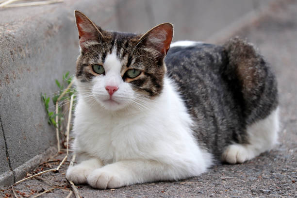 istock Sad stray cat sitting on a street 1254733100
