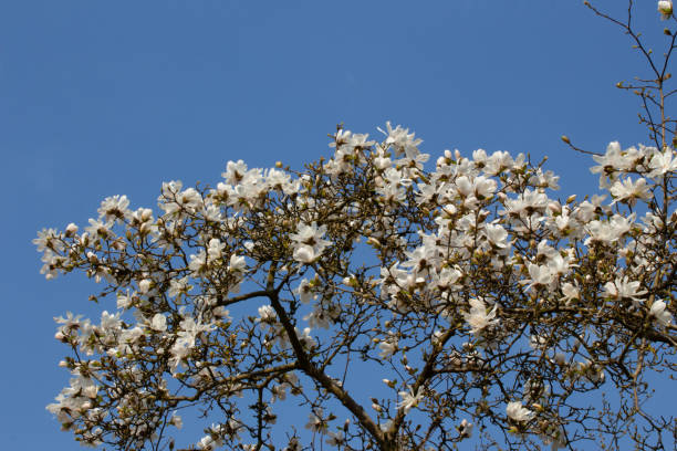 vue d’angle bas des fleurs blanches d’un arbre de magnolia devant un ciel bleu clair, magnolia grandiflora - spring magnolia flower sky photos et images de collection