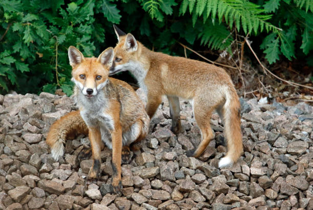 istock Female urban fox and a cub 1254733824