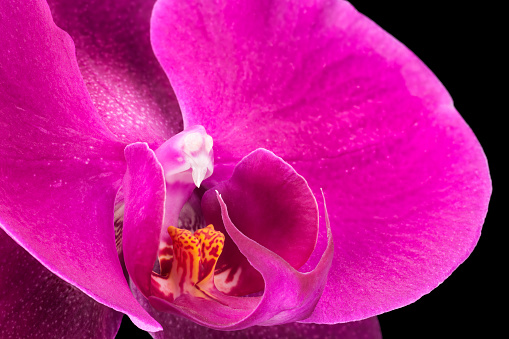 Extreme close up of violet phalaenopsis or Moth orchid from family Orchidaceae isolated on black background with clipping path