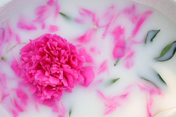 istock Peony flower with petals in a milk bath. 1254734153
