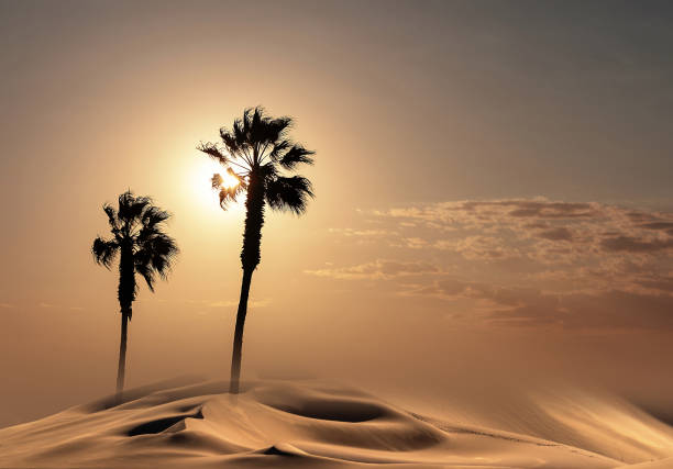 istock Palm trees silhouette at sunset 1254735198