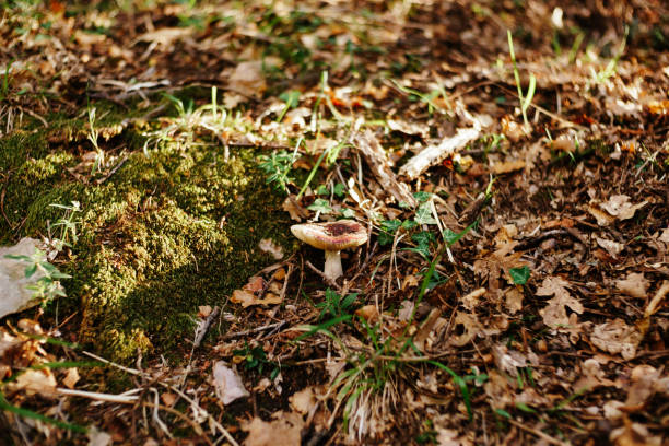 istock Russula mushroom in the grass in the forest 1254735727