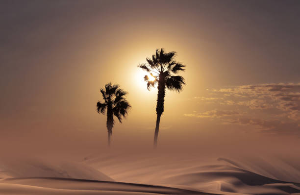 istock Palm trees silhouette at sunset 1254736260