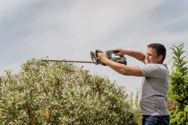 istock A gardener trimming trees with hedge trimmer 1254737376