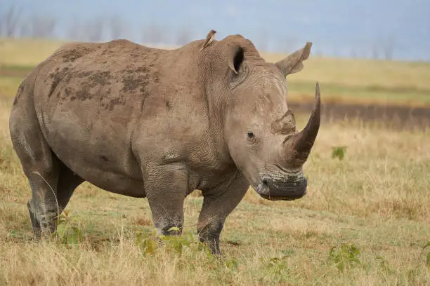 Rhino - Rhinoceros with Bird and Baby White rhinoceros Square-lipped rhinoceros Ceratotherium simum