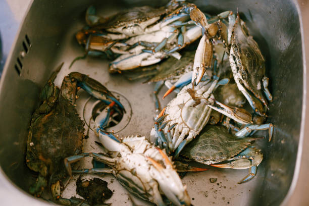 istock Live blue crabs in the kitchen sink. 1254737808