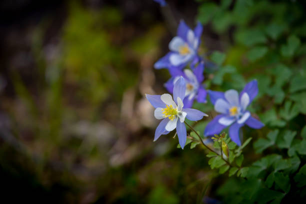 Flowers blooming in springtime on old camera film