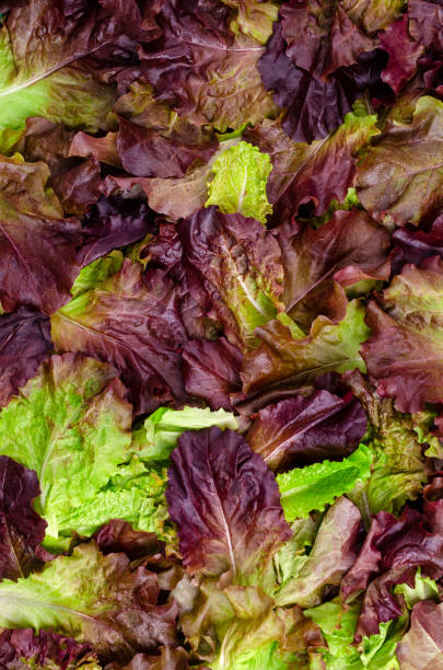 istock Background of fresh purple lettuce leaves. 1254738921