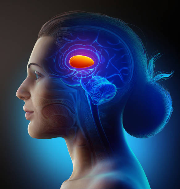 3d rendered medically accurate illustration of a female  brains  anatomy- the putamen stock photo