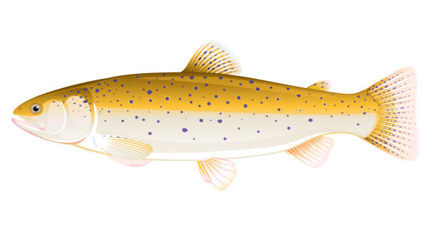 ilustracja z rybami z pstrąga brunatnego - brown trout stock illustrations
