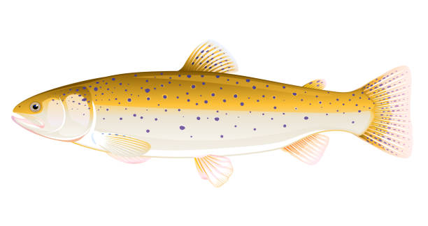 Brown trout fish illustration Realistic brown trout fish isolated illustration, one freshwater fish on side view trout lake stock illustrations