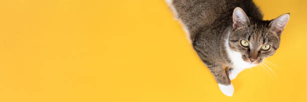 istock Gray tabby cat relaxing on a yellow background. 1254740882