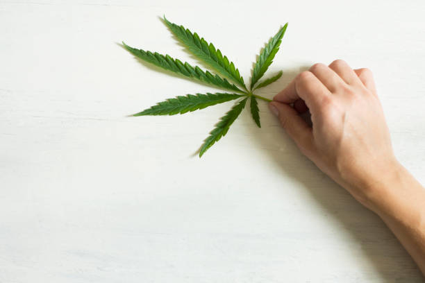 istock Green fresh hemp leaf that is held by the hand. 1254741947