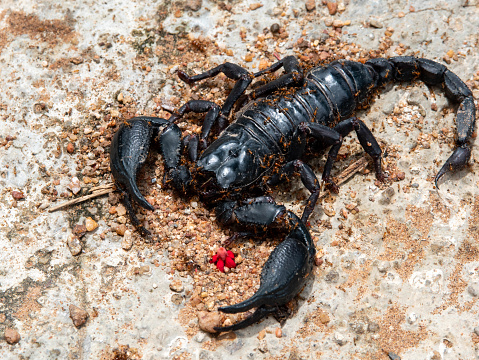 The dead black scorpion was on the ground with the ants walking full.