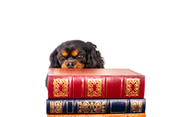 istock Dog peers over a stack of leather bound books. Red and Blue 1254742635