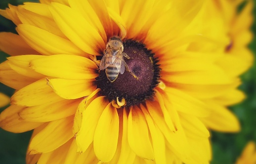 Close up colour image depicting a honey bee pollinating a beautiful yellow flower in bloom in the meadow. Selective focus with room for copy space.