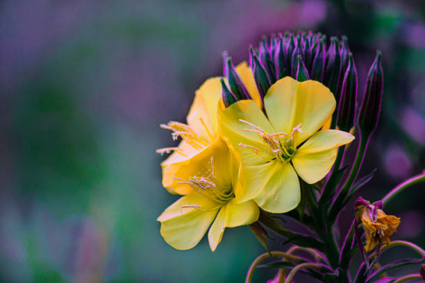 common evening primrose stock photo