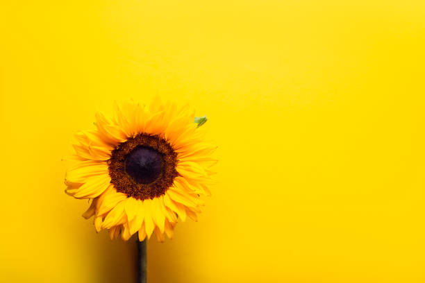 istock Yellow Sunflower Bouquet 1254744507