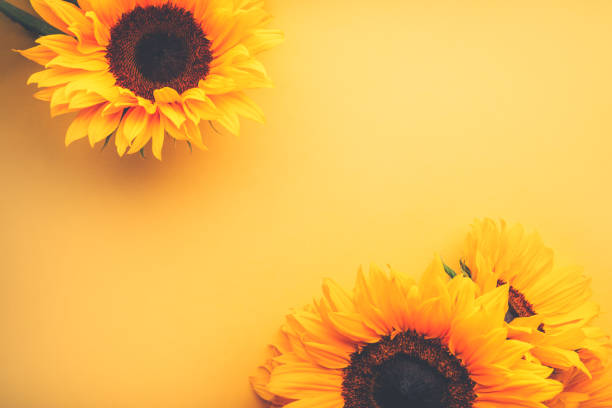istock Yellow Sunflower Bouquet 1254744510