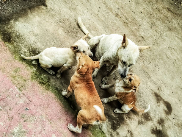 istock Dog and puppies 1254744642