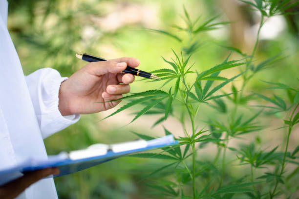 scientist  checking and analizing hemp plants, The doctor is researching marijuana.  Concept of herbal alternative medicine, cbd hemp oil, pharmaceutical industry scientist  checking and analizing hemp plants, The doctor is researching marijuana.  Concept of herbal alternative medicine, cbd hemp oil, pharmaceutical industry healthy marijuana cannabis plant growing in a garden stock pictures, royalty-free photos & images