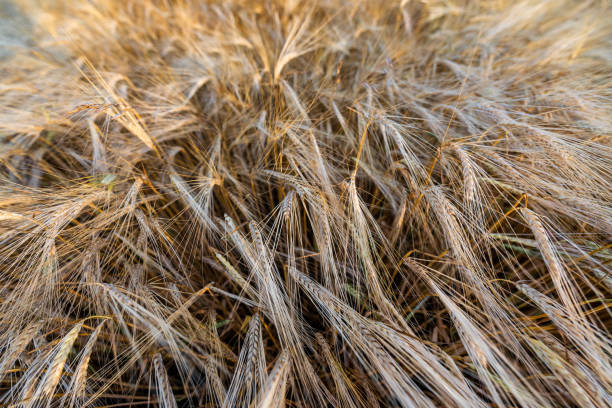 istock Wheat harvesting in summer 1254746567