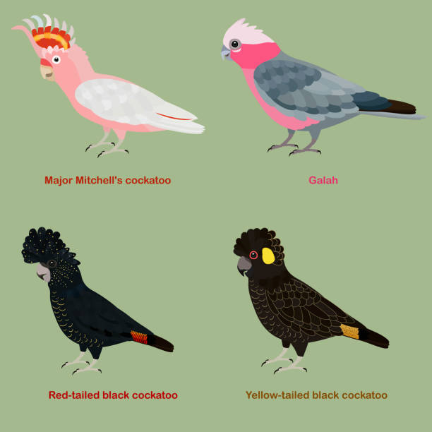 süße australien kakadu, papagei vogel vektor illustration set, galah, major mitchell kakadu, leadbeater, rosa kakadu, rotschwanz, schwarzer kakadu, gelbschwanzschwarz kakadu - cockatoo stock-grafiken, -clipart, -cartoons und -symbole