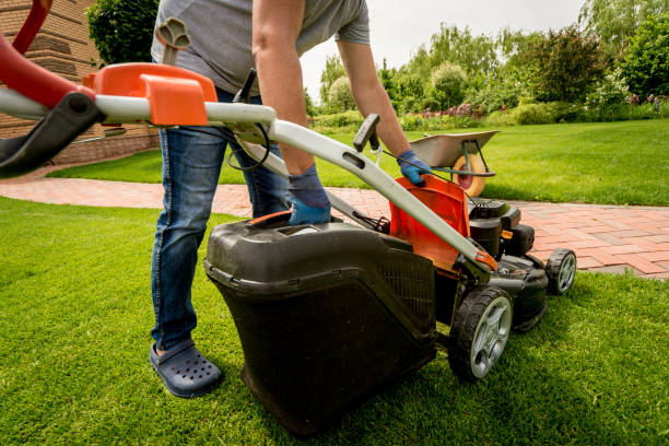 istock Gardener emptying lawn mower grass into a wheelbarrow after mowing. 1254748092