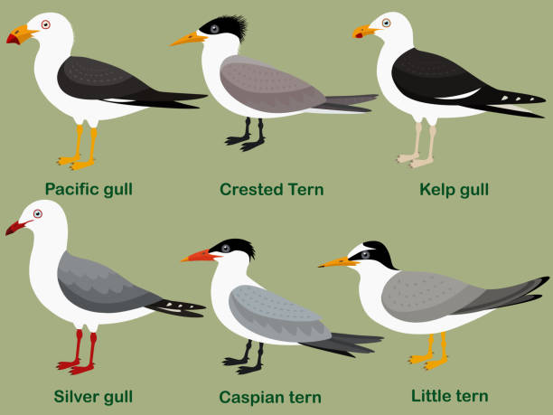 Cute bird vector illustration set, Pacific gull, Little tern, Silver gull, Kelp gull, Caspian tern, Crested Tern Cute bird vector illustration set, Pacific gull, Little tern, Silver gull, Kelp gull, Caspian tern, Crested Tern, Colorful seabird cartoon collection kelp gull stock illustrations