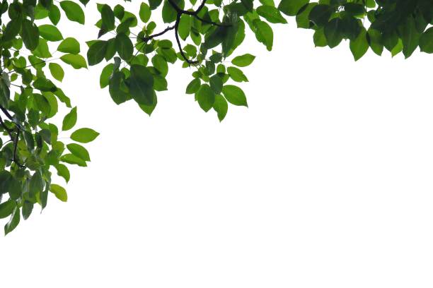 istock Tropical tree leaves with branches on white isolated background for green foliage backdrop 1254749042